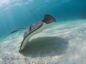 I took this at the Stingray City Deep dive site in a grou... by Patricia Sinclair 